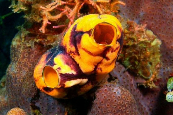 『』世界上最蠢的动物，丢掉自己的器官，化为一株“植物”，供人食用？