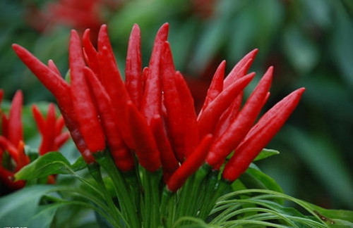 辣椒|“辣王”李永志，一天能吃5斤辣椒配高度白酒，如今现状让人唏嘘