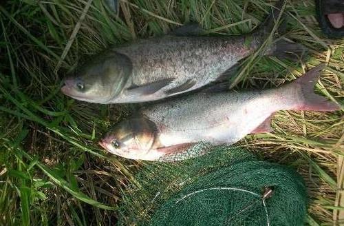 鲫鱼|野钓鲢鳙哪家强？你需要掌握的是最全面的技巧，一般人我不告诉他！