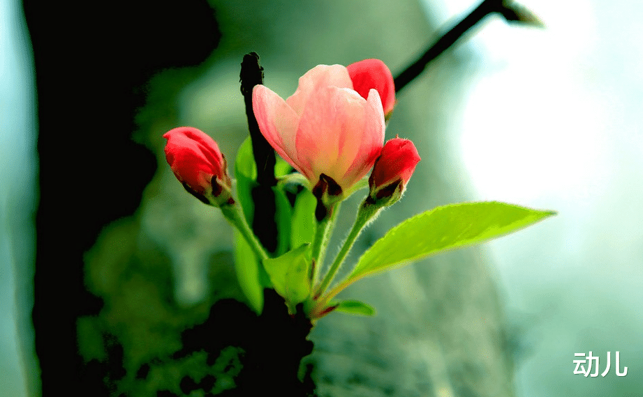 生肖|自尊心很强，这些生肖女，绝不会让头上的王冠掉下来