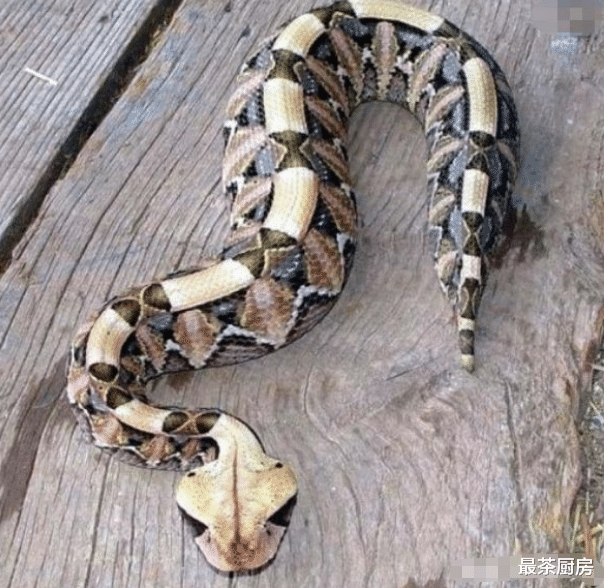 毒蛇|世界上最“肥”的毒蛇，体型硕大却能“秒杀”眼镜王蛇