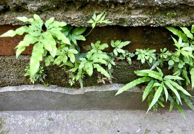 抗癌|墙边这种草，人称“抗癌之王”，价值金贵却少有人懂，可惜了！