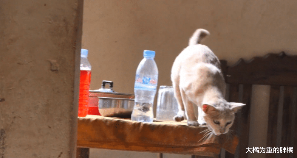 老橘猫疲惫地趴在桌上，食物被小狗吃了大半，它却心有余而力不足
