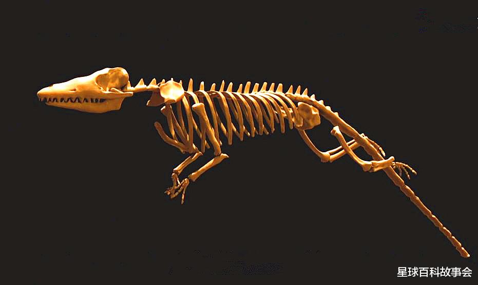 卫星|探秘海洋霸主的独特进化史，鲸鱼家族的祖宗原来像一头狼