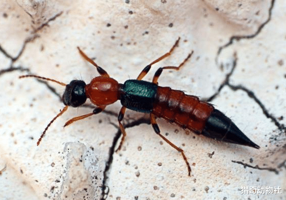 黑猩猩|“硫酸蚂蚁”到底是什么生物？该如何防治？