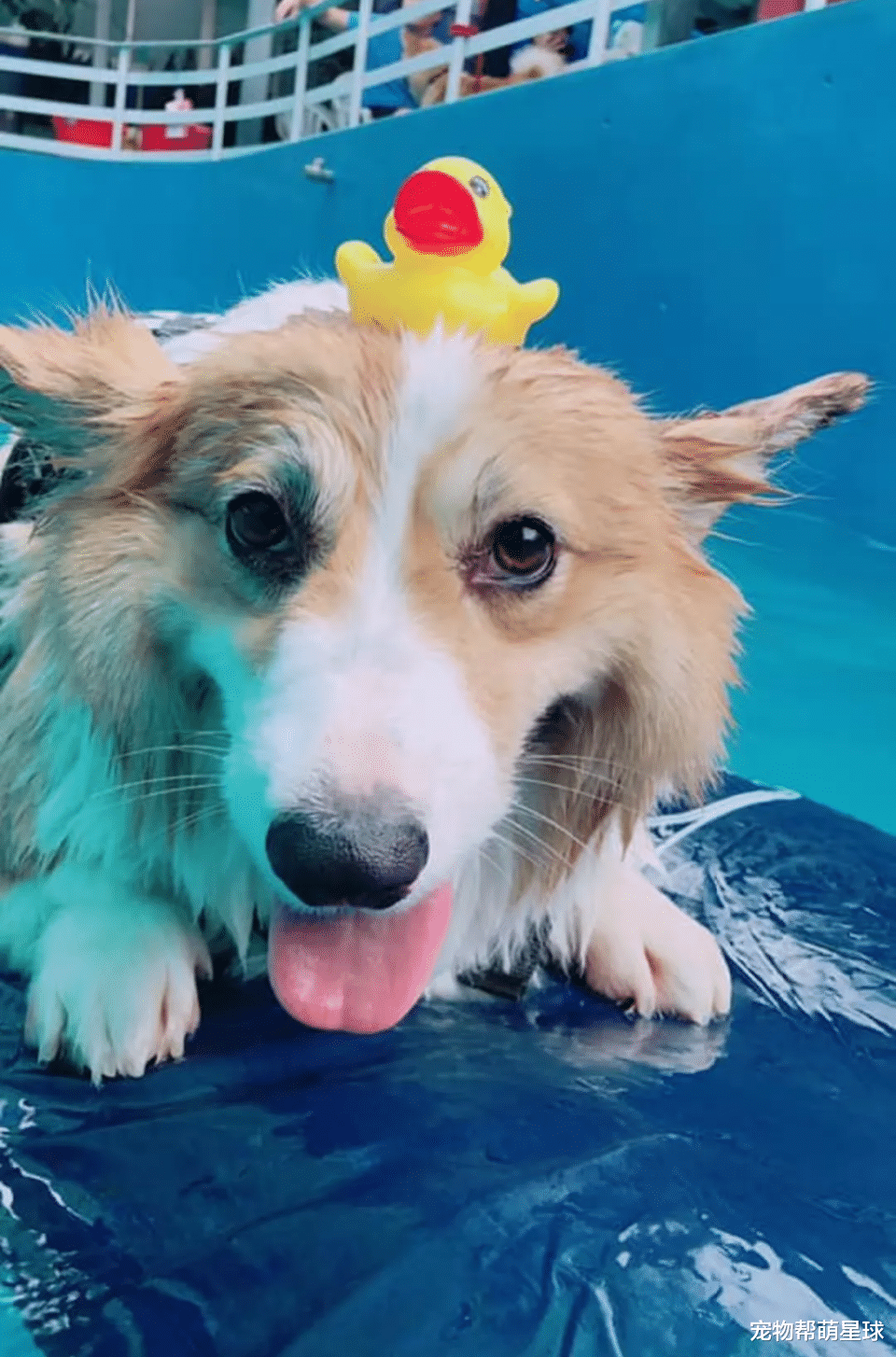 柯基犬|48斤柯基为拒绝游泳减肥,秒做翻滚动作让网友笑喷!