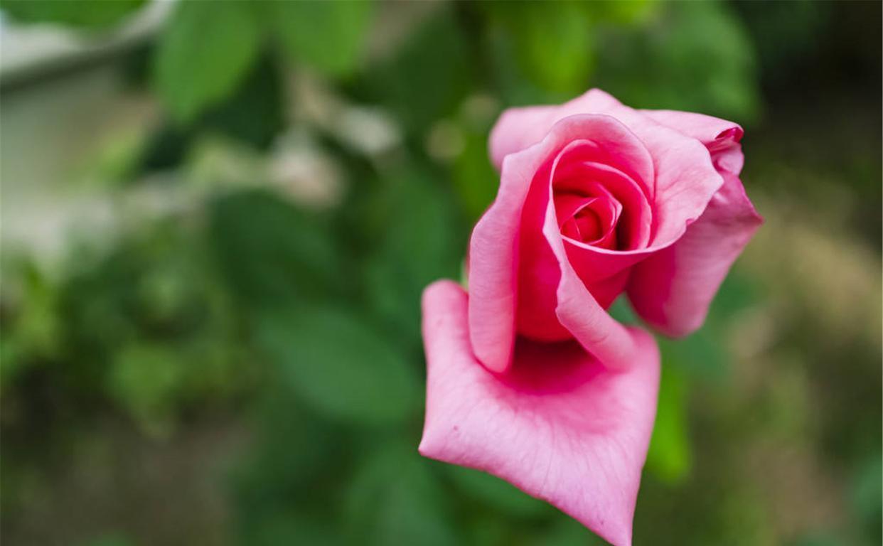 金牛座：7月欢天喜地，桃花爆棚真爱马不停蹄相遇，一生到老不分离的星座