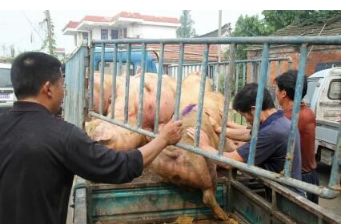 『生猪价格』5月10日猪价:为何加速下跌?何时迎来反弹!看完大家心里有数了