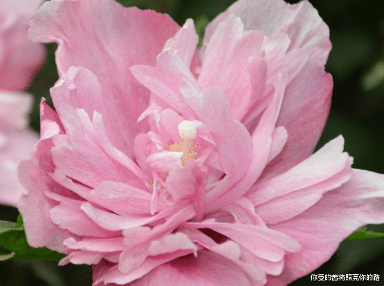 「运势」进入6月上旬,4属相福满禄满,财丰运旺,日子红红火火