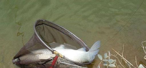 @钓鱼是否会上瘾？9位钓鱼人9个答案，看看你赞成哪个？