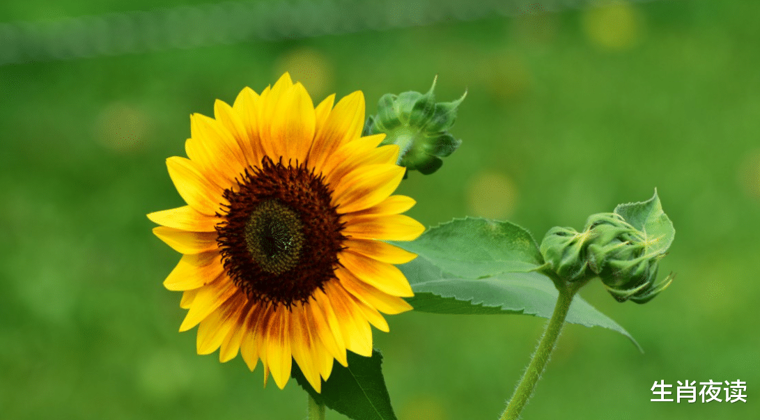 |11月,桃花逆袭,遍地而开,月老相助,故人迟迟而归,复合成功