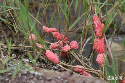 『西湖』入侵西湖的外来物种，为何每逢夏季就泛滥？看看这些游客都干了啥