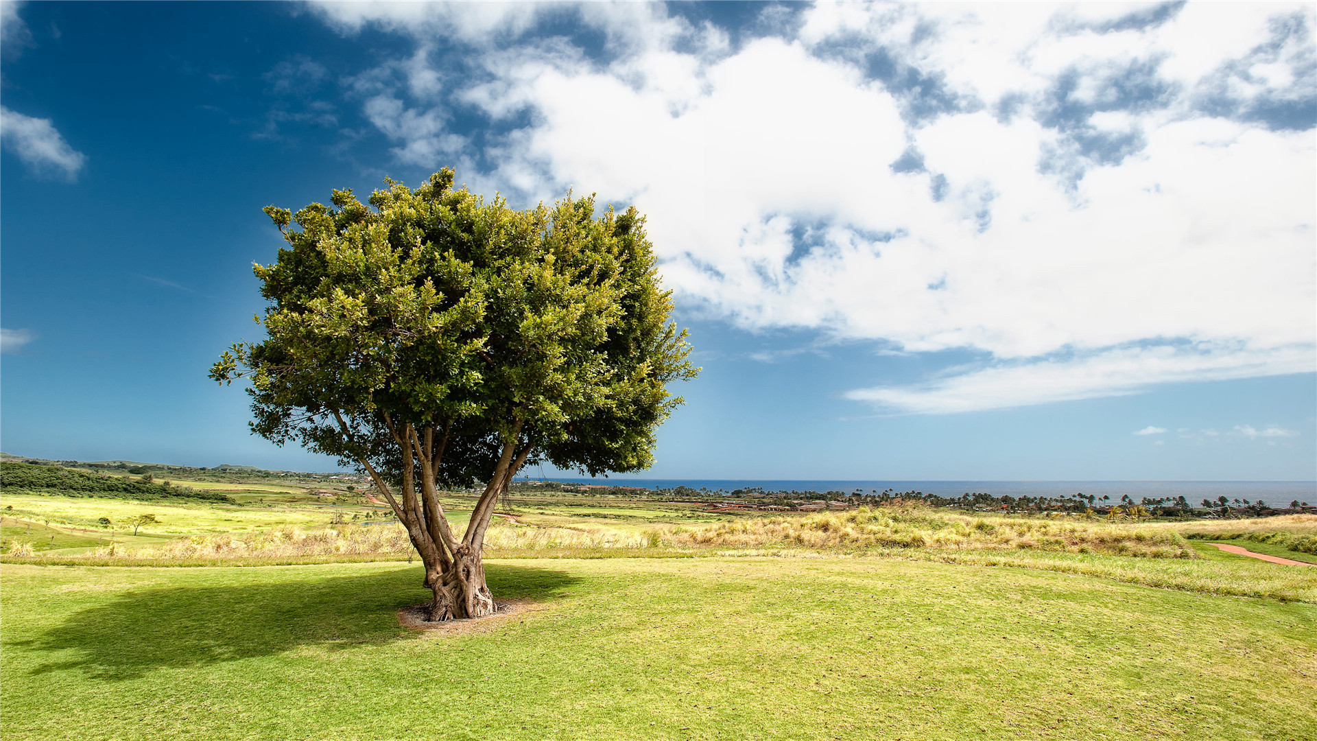 天秤座|12月上旬，人品超好，情商超高，恋爱稳定，令人羡慕，要多多了解