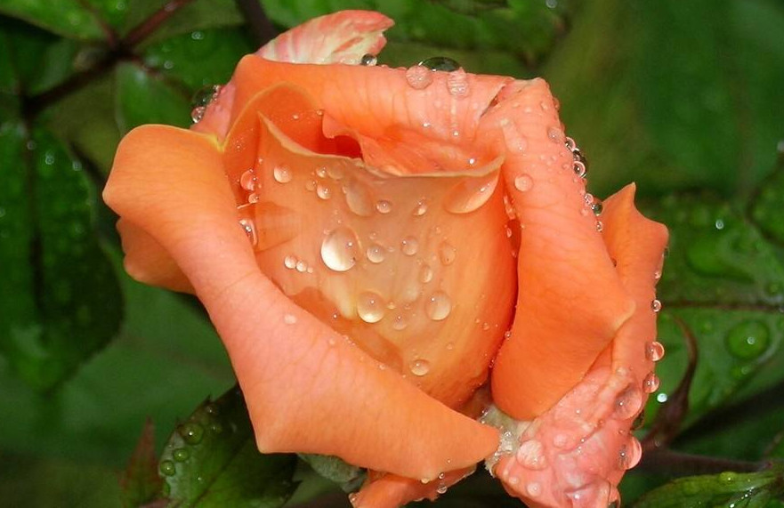 旧爱|到了8月5号开始这三生肖财源高涨,小财不断,大财不停