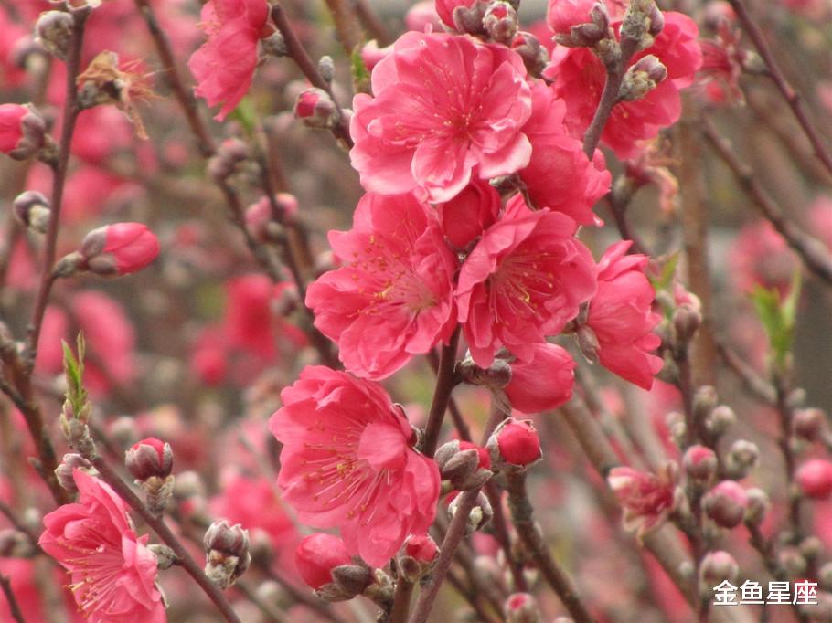 生肖@七月下旬，事业步步高升，有机会改写命运的3生肖！
