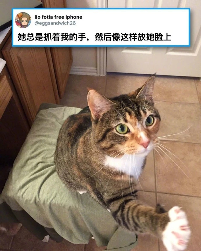 一只主动求摸脸的猫咪，我怎么就没有呢，羡慕~
