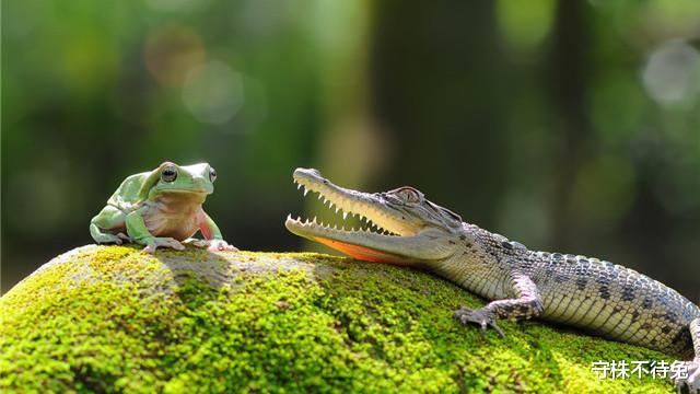 #鳄鱼#10个冷知识:没电的电池咬一下,为什么就能重新使用了