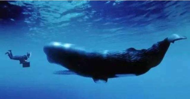 鲸鱼|人被鲸鱼吞掉后，还有生还的机会吗？进鲸鱼肚子里看看就知道了