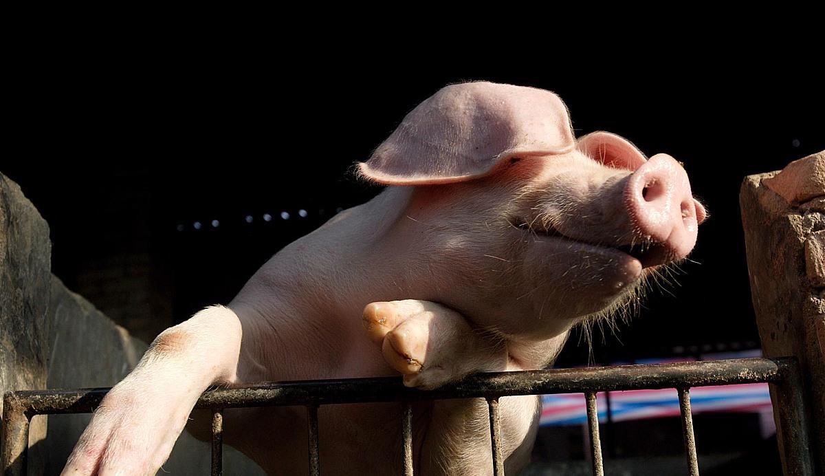 生猪价格|生猪价格再高涨，潜藏的这个“隐形炸弹”，或真的酿大祸