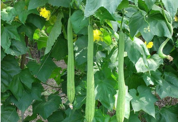 香椿▲香椿、蔓越莓、鱼腥草、丝瓜4种食物,妇科医生建议经常食用,药用价值高