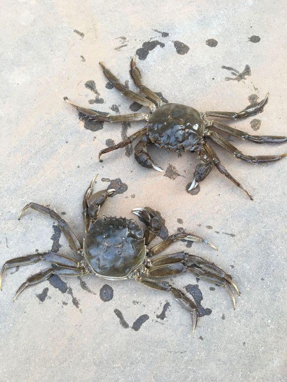 海河▲黄浦江螃蟹成灾？当地钓鱼人：到处都是，一天钓几十只