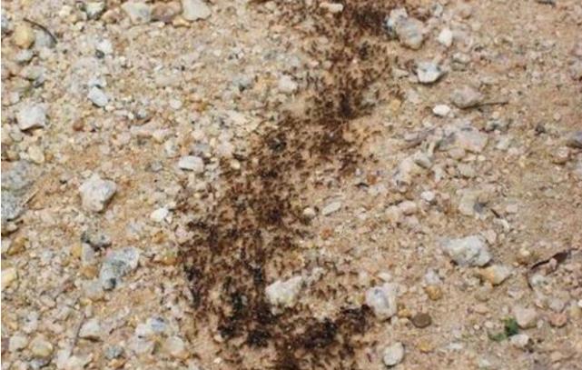 蟒蛇|200万只蚂蚁迁徙时,将大蟒蛇当成了食物,仅需4分钟它就变白骨!