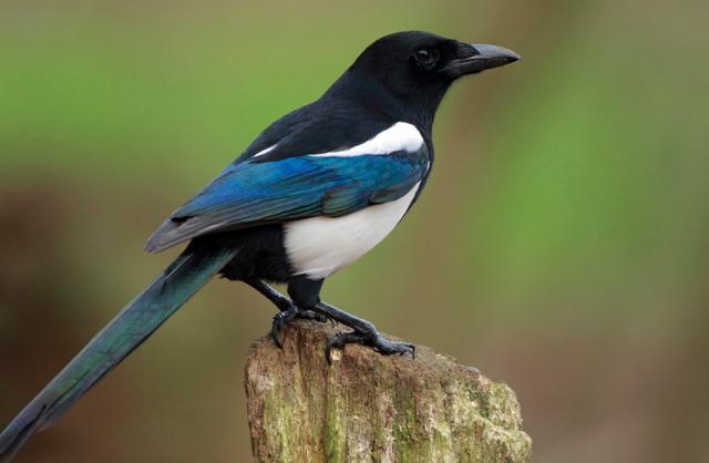 [生肖]偏财不断的三大生肖，苦尽甘来，财富不断找上门！