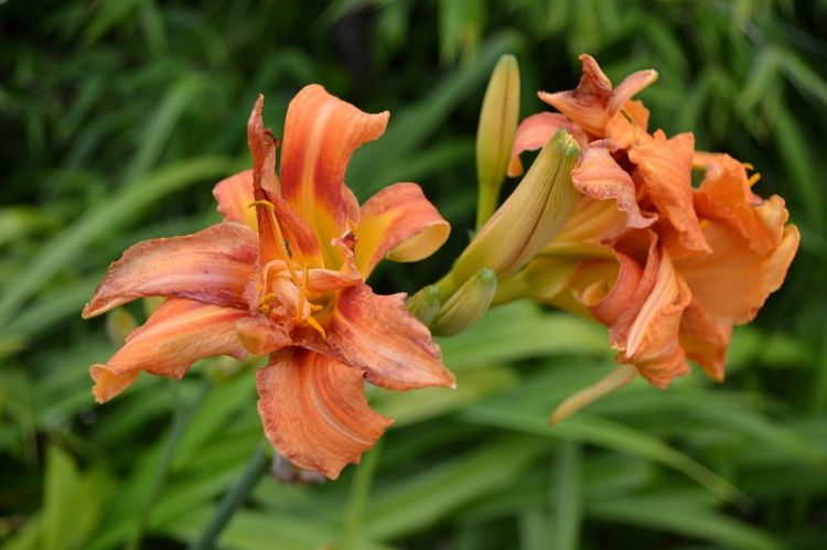 运势|7月下旬开始喜从天降,好运逆袭,招财添贵喜事多的4大生肖