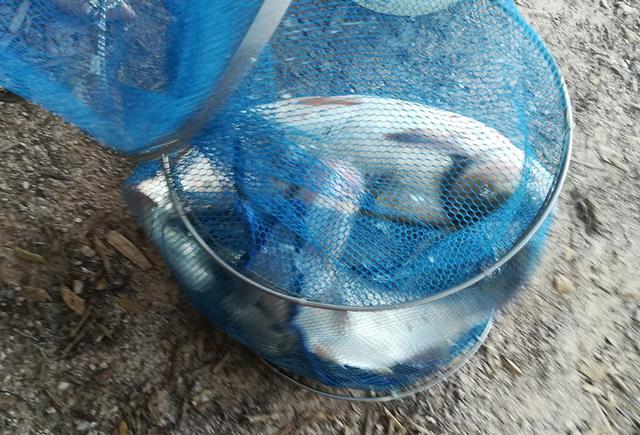 |水边钓鱼捡到“臭豆腐”，用10次有6次渔获颇丰，捡到的是个啥