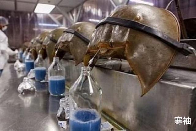 蓝血：地球唯一蓝血的\活化石\，活了4亿多年，如今被人类牟利自身堪忧