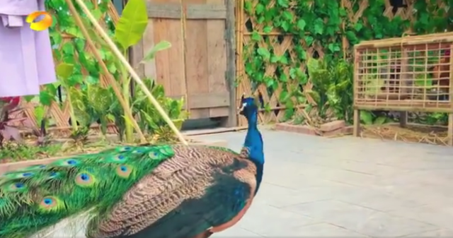 尬舞@《向往的生活4》即将开播，蘑菇屋又来新朋友，彭昱畅张子枫院内尬舞