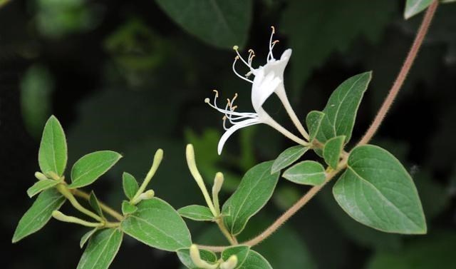 『花茶』金银花泡水喝有什么作用？你可能想不到有这么多，看完受益匪浅