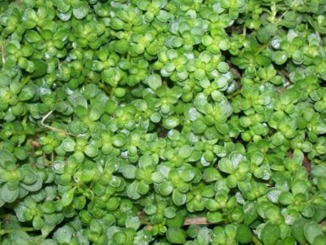 糖尿病@糖尿病的“大冤家”找到了,不管男女坚持吃,助你稳定血糖更健康!