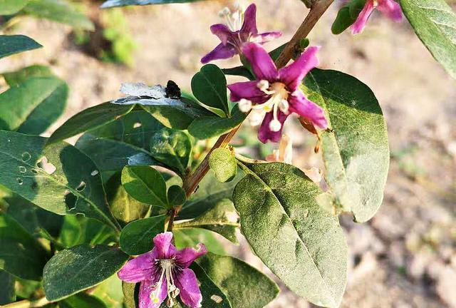 枸杞■喝枸杞很养生，但是加了这种东西的枸杞却很伤身，多便宜都别买