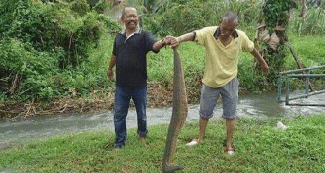 [食人鱼]世界上最恐怖的四种动物，巨型蚂蝗一口能吸人半身血