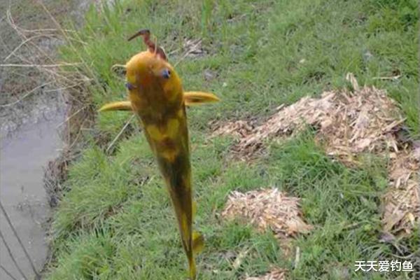饵料：盛夏时节钓鱼，鲜为人知的四个用饵技巧，饵料对了口，上鱼更多！