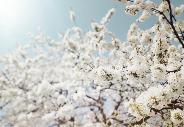 双子座|十月中旬，桃花运爆棚，朝思暮想的良缘到来，注定脱单的四星座