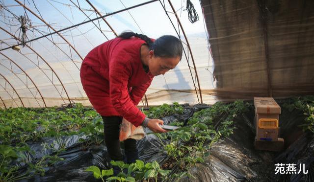 苑燕儿|清华美女博士回农村种地，年盈利800万：读过书的人种地都不一样