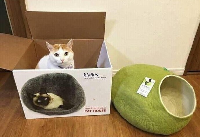 喵星人啥地方都能睡，但猫窝除外！第4张图的猫也太惨了