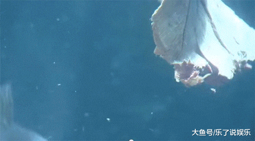 食人鱼|世界上最恐怖的四种动物，巨型蚂蝗一口能吸人半身血