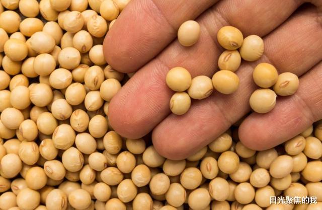 阿根廷|得寸进尺!被中国进口全国80%大豆,本想狠赚一笔,结果却栽了