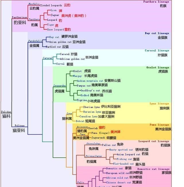 基因|人真的是600多万年前外星人通过对黑猩猩进行基因改造而来的吗？
