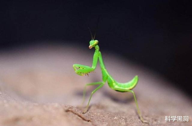 『科学家』交配时间最长的生物是什么？想不到的是，它们一生都在交配！