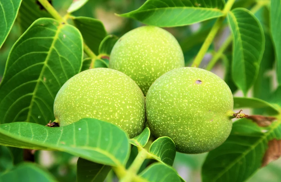 腰果|5种食物没去壳的样子，全认出来的，不是吹牛就是农村娃