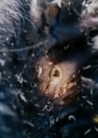 外星人|著名的美国屠牛事件是外星人干的吗