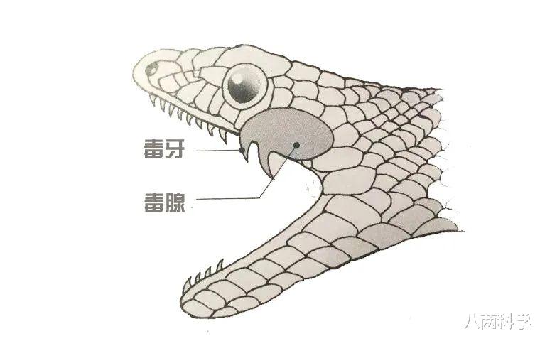 银环蛇|银环蛇为什么那么毒？中国最毒的毒蛇，毒液数量不够，毒性来凑！