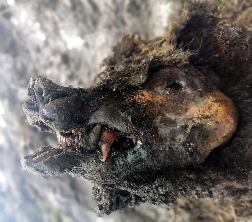 科学家|冻土挖出4万年前“穴熊”母子,尸体几乎完美无缺,小熊似乎睡着了