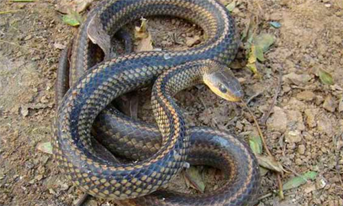 科学家■人类真的没有天敌吗?科学家指出一种凶狠动物,差点吃光人类祖先