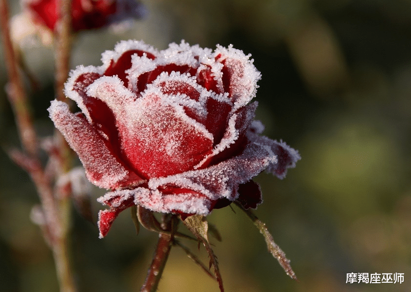 金牛座|11月，旧情戒不掉，回忆难忘怀，大胆放手去追，勇敢再次爱下去