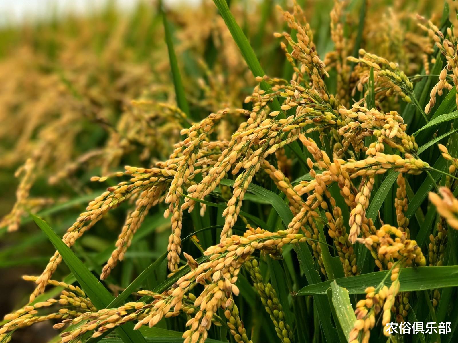 农俗俱乐部|小暑大暑，淹死老鼠！汛情严峻，老农希望7月22号大暑别再下雨了